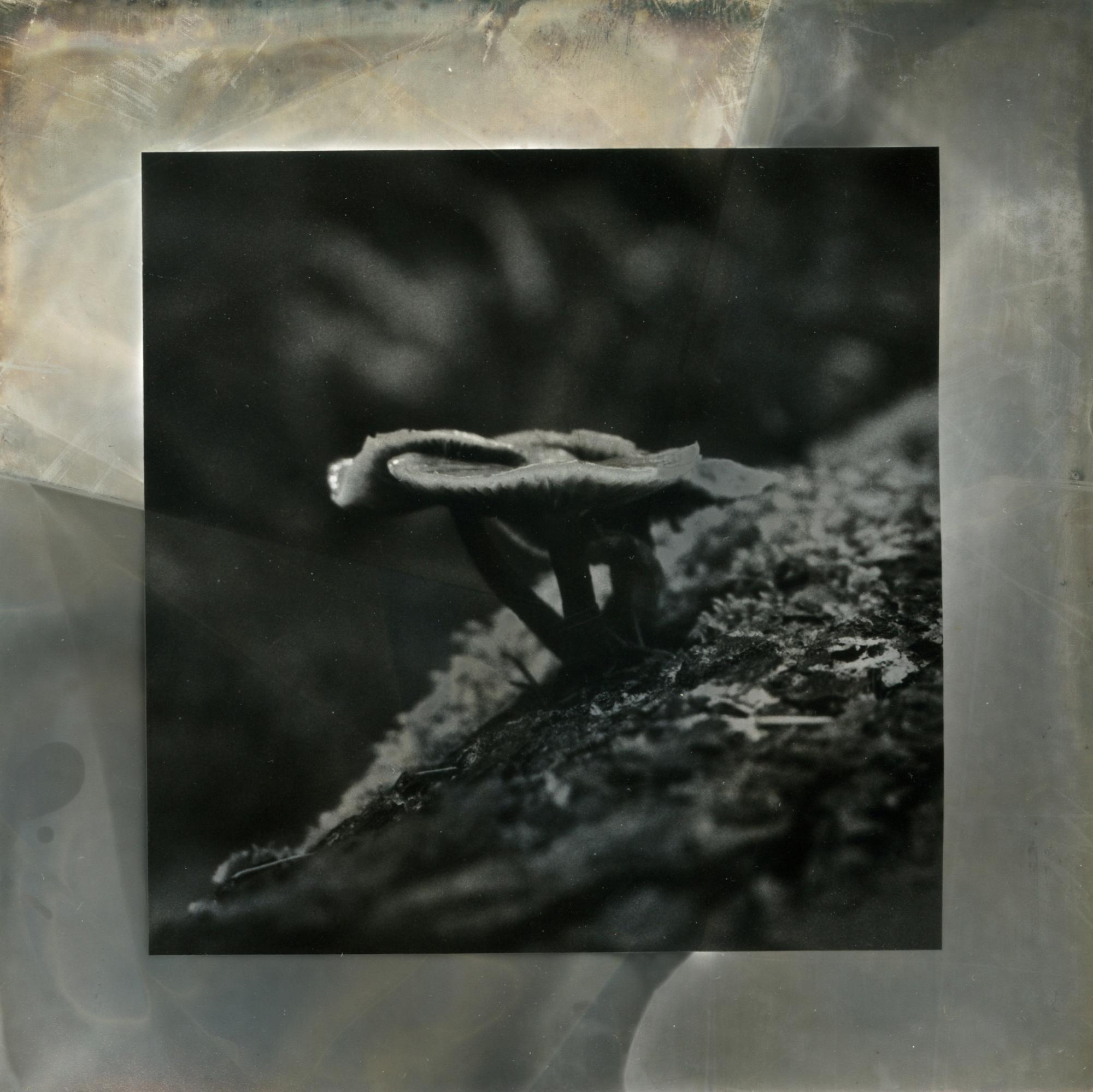 Black and white photograph of a mushroom on a mossy log.