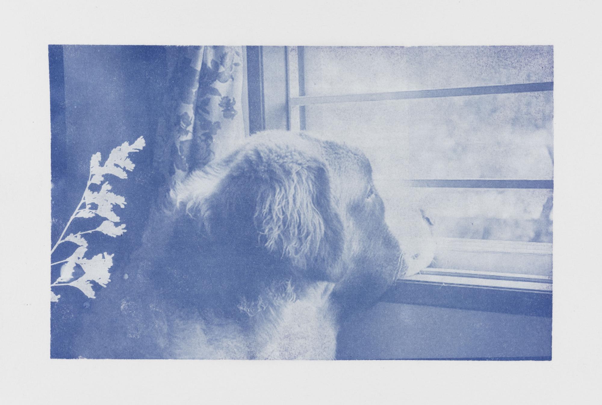 A cyanotype print of a Bernese Mountain Dog looking out the window with a silhouette of a "Common Yarrow" to the left of the print.