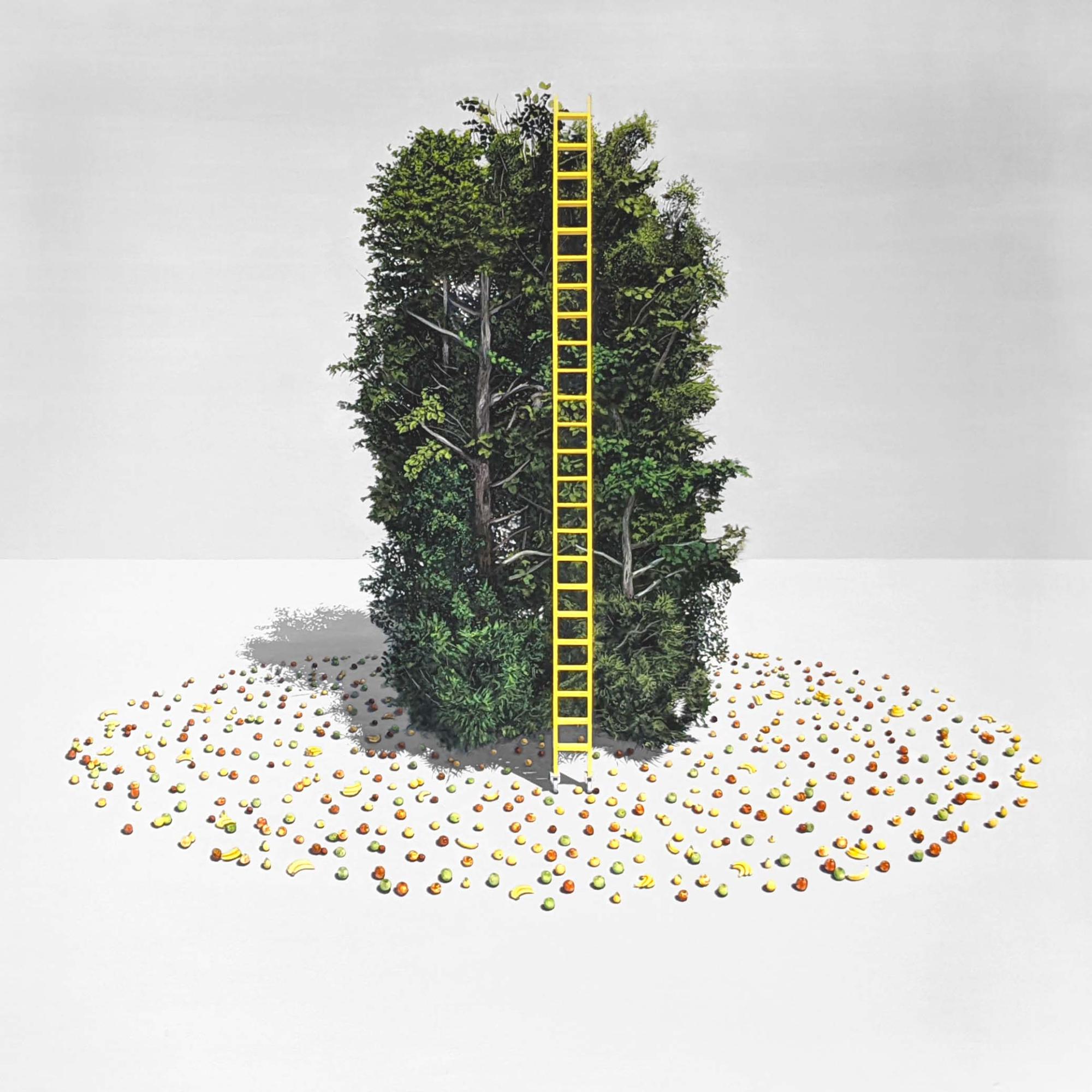 A bright yellow ladder stands in front of a cluster of green foliage, with a pile of fruit on the ground around it. 