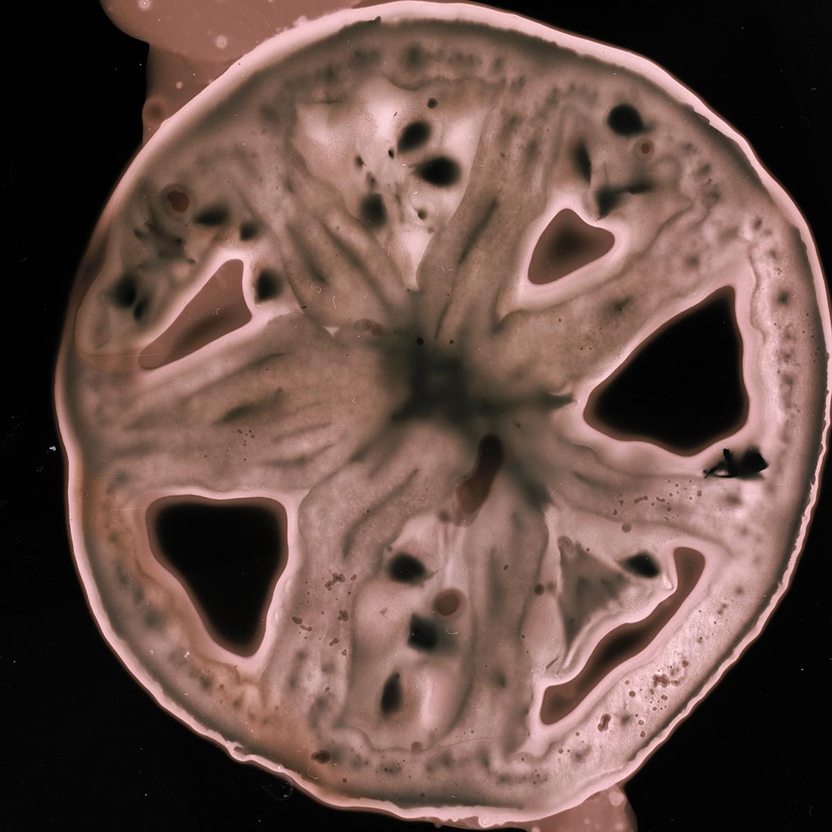 Cross section of a tomato documented with the alternative photographic technique of phytogramming in which the plant itself becomes the developer, is placed on the film and creates an image while exposed to sunlight.