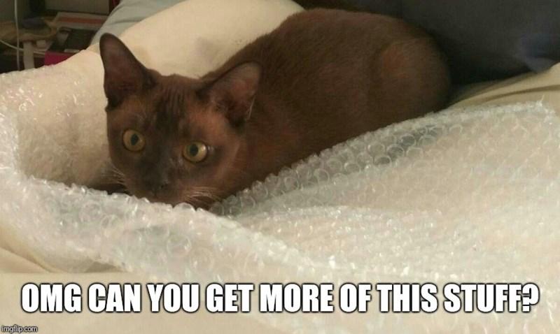 Cat sitting in bubble wrap. Text reads "OMG can you get more of this stuff?"