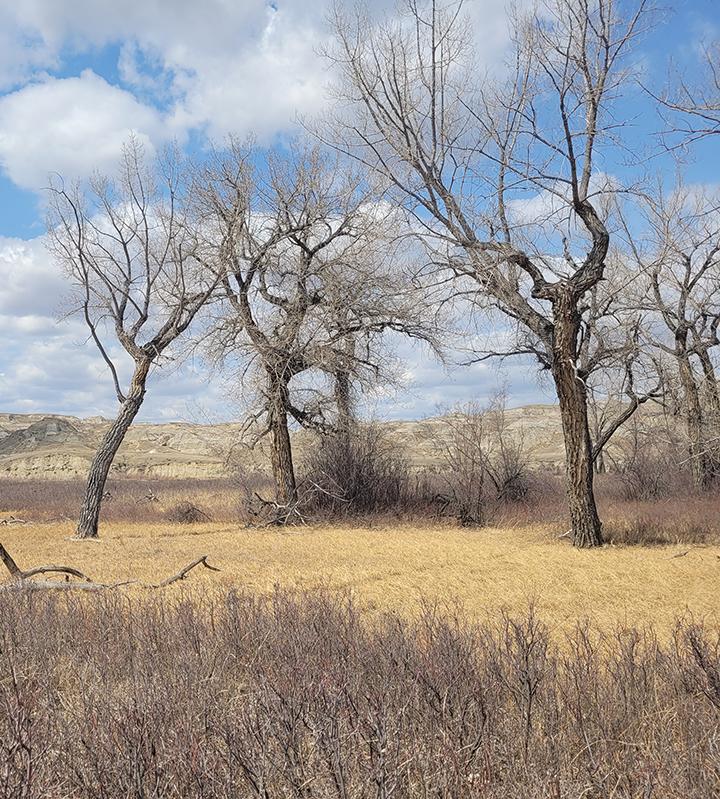 Image of a landscape with low brush, a field of amber grass with three dead trees, blue skies, and hills in the background.