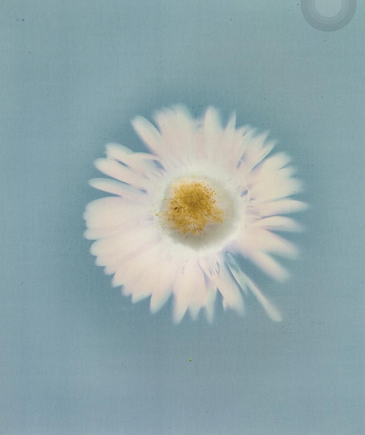 A flower with white petals on a blue background