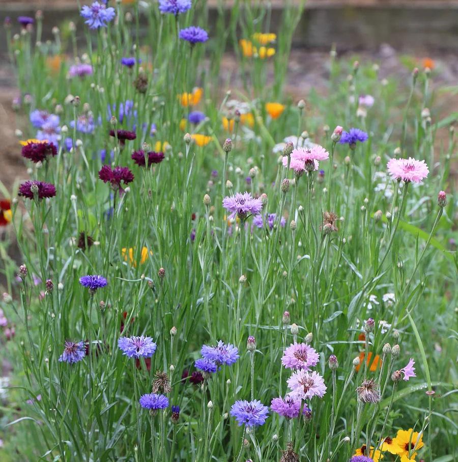 photograph of pink, blue, yellow and purple wildflowers with green stems growing in a bunch