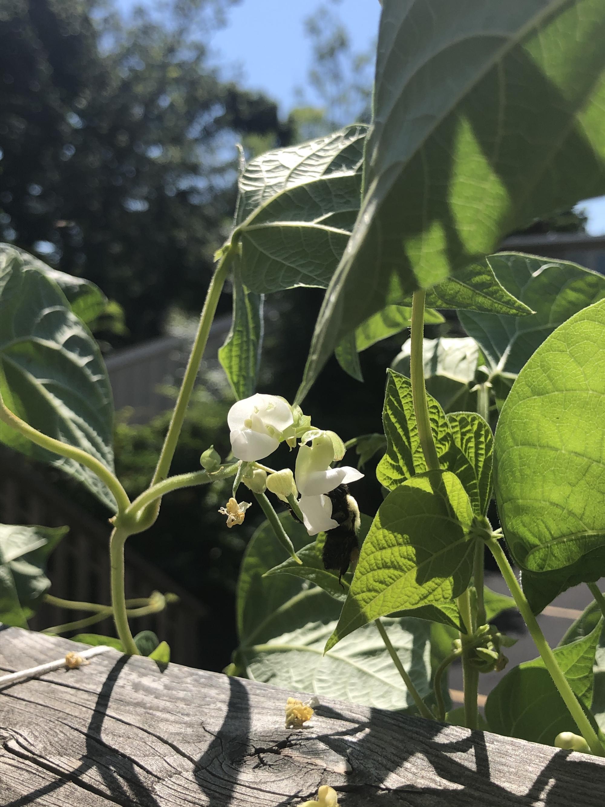 closeup of bean plant with white flower