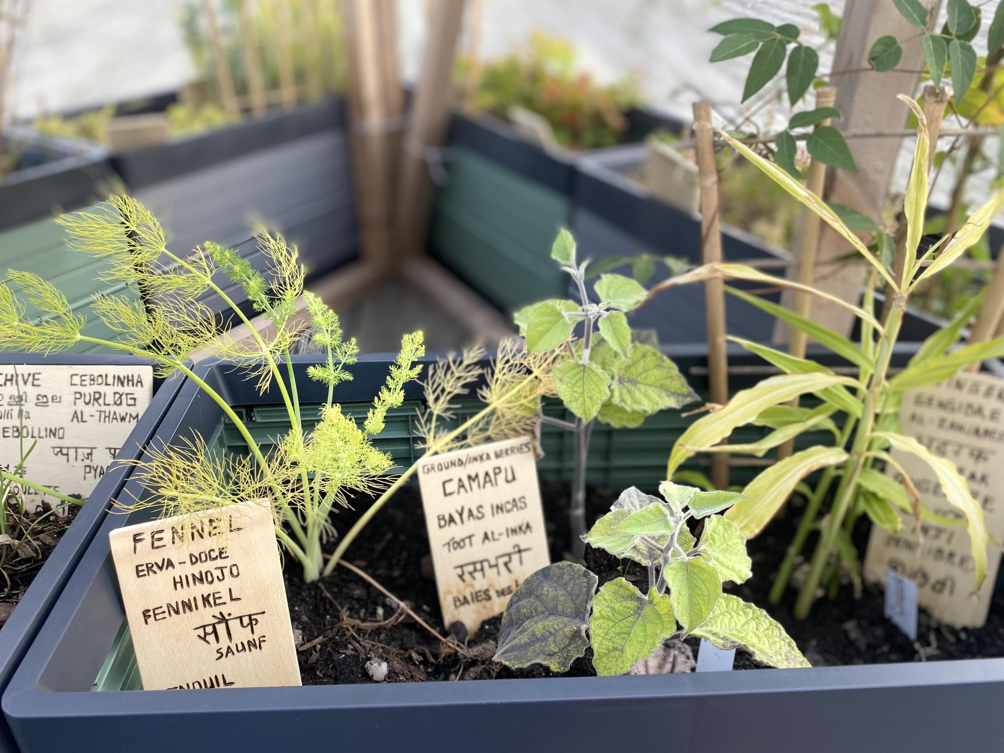 Reconnecting to Land through Urban Gardens