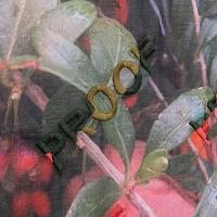 Close-up photograph of a Goji berry plant being picked by someone wearing pink latex gloves. The word “PROOF” is embroidered