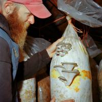 A farmer with a red beard is on the left, wearing a red baseball hat, black sweater and blue vest. His hand is resting upon a large tube stuffed with mushroom growing substrate and mycelium, on the right.