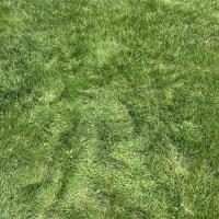 A field of grass with the imprint of two people's bodies in the grass.