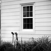 A black and white photograph of Mannequin legs appearing through a bush in front of a suburban home. 