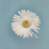 A flower with white petals on a blue background