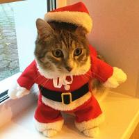 cat in santa suit