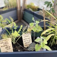 Reconnecting to Land through Urban Gardens