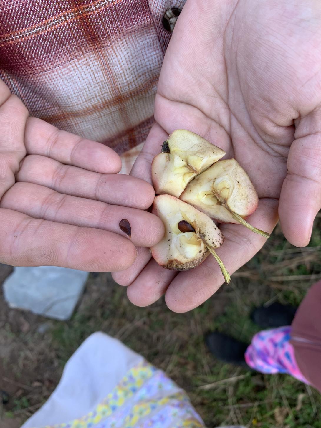 close up of hands holding a small broken-open apple and apple seeds